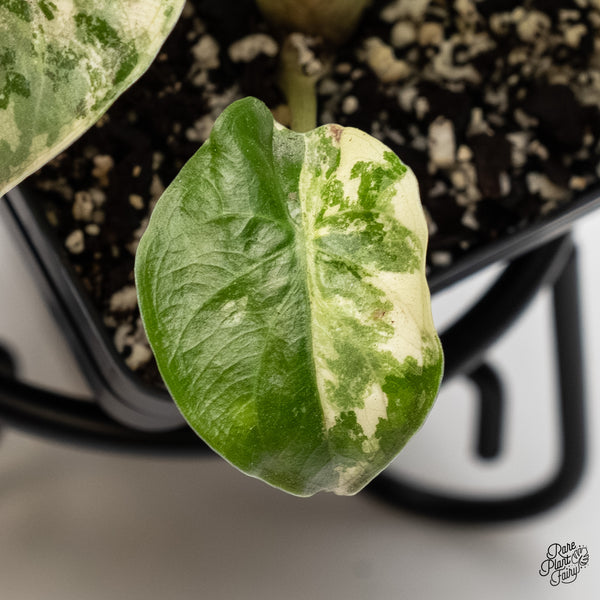 Alocasia 'Uhinkii' Albo/Pink Variegated (Previously Alocasia Wentii) (wk3-R)