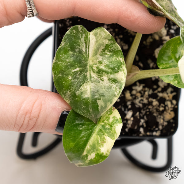 Alocasia 'Uhinkii' Albo/Pink Variegated (Previously Alocasia Wentii) (wk3-R)