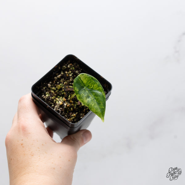 Alocasia 'Venusta' Aurea Variegated (wk45-P)