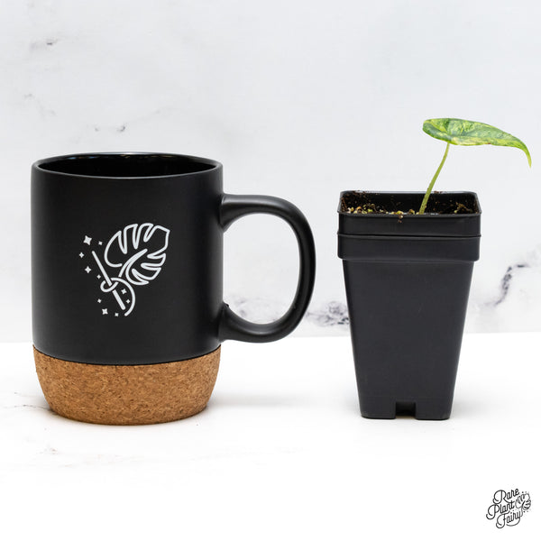 Alocasia 'Venusta' Aurea Variegated (wk45-P)