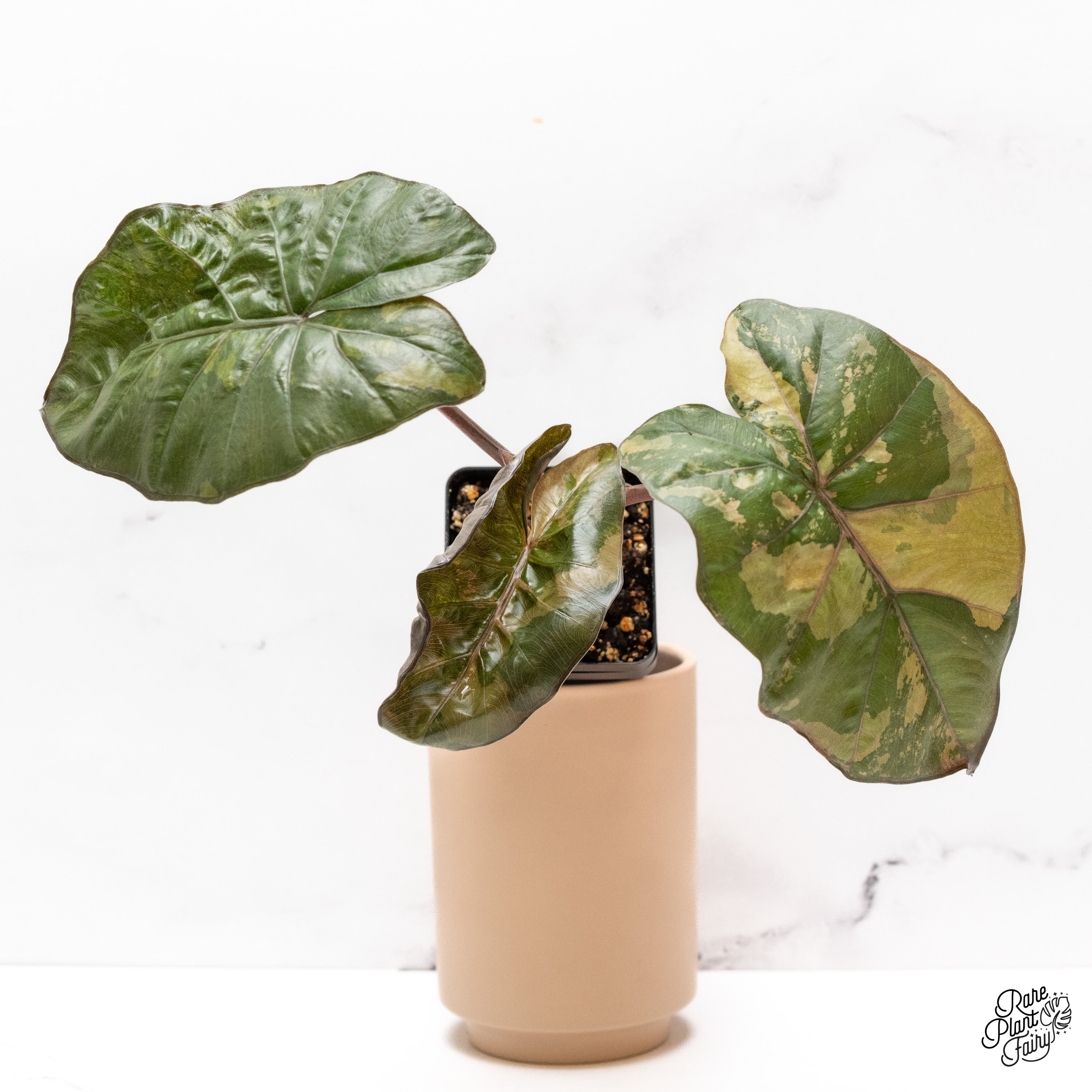 Alocasia 'Yucatan Princess' Variegated (wk39-B) – Rare Plant Fairy