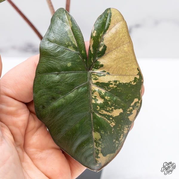 Alocasia 'Yucatan Princess' Variegated (wk47-K)