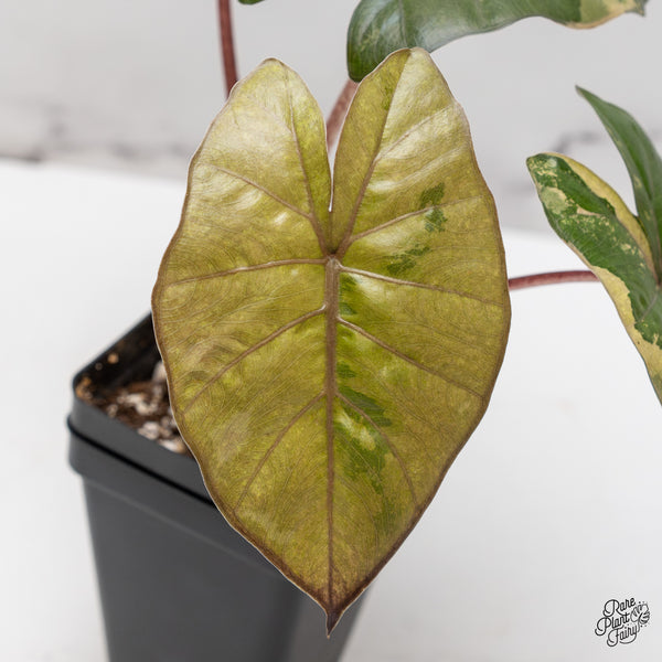 Alocasia 'Yucatan Princess' Variegated (wk47-K)