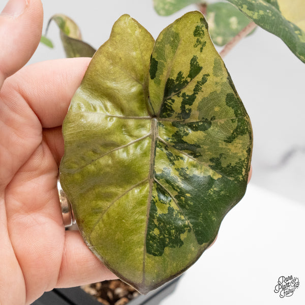 Alocasia 'Yucatan Princess' Variegated (wk48-G)