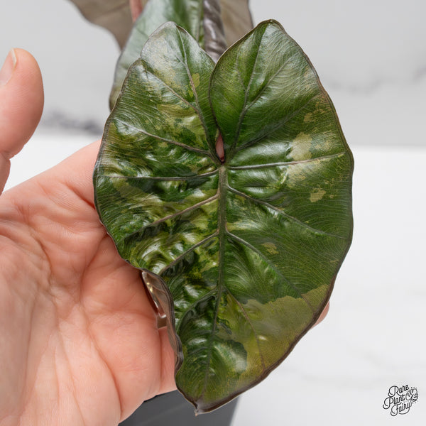 Alocasia 'Yucatan Princess' Variegated (wk50-K)