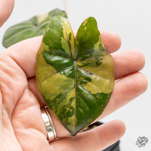 Alocasia 'Yucatan Princess' Variegated (wk51-B)