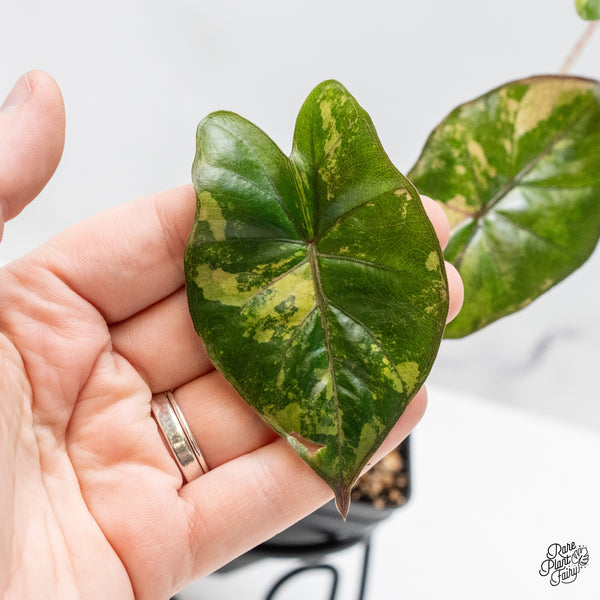Alocasia 'Yucatan Princess' Variegated (wk51-B)