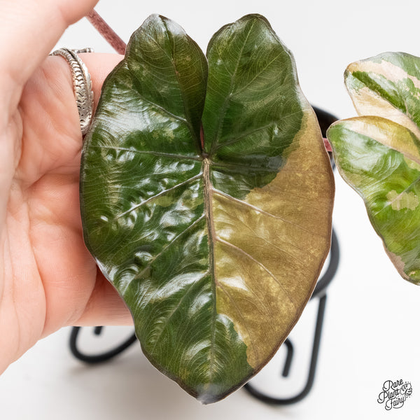 Alocasia 'Yucatan Princess' Variegated (wk3-J)