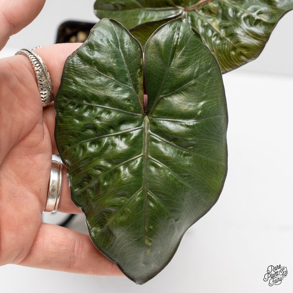 Alocasia 'Yucatan Princess' Variegated (wk3-J)