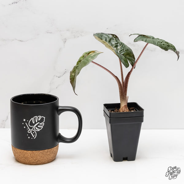 Alocasia 'Yucatan Princess' Variegated (wk3-J)