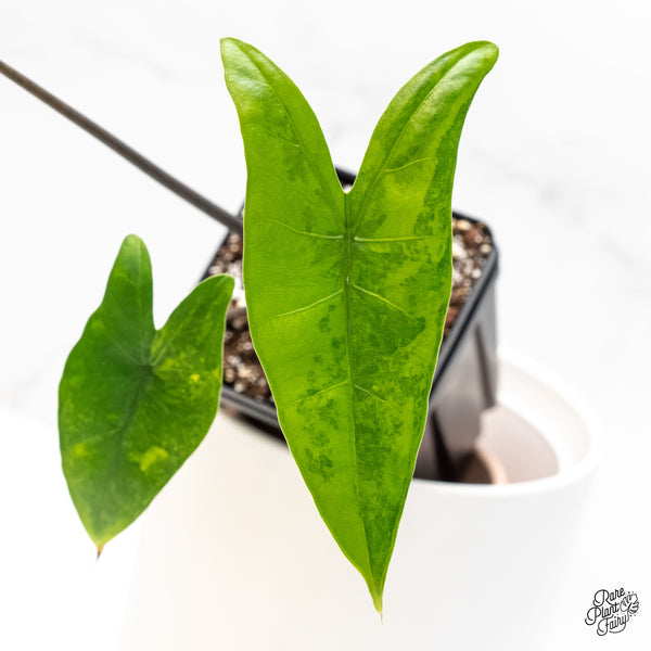 Alocasia 'Zebrina' Black Stem Variegated *Sport* (wk4-UC)