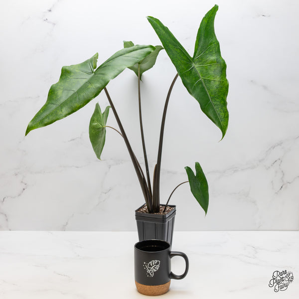 Alocasia 'Zebrina' Black Stem Variegated (wk1-UQ) *Sport*