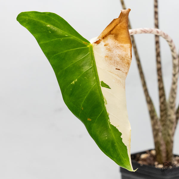 Alocasia Zebrina 'Siberian Tiger' Albo Variegated (wk51-UG)