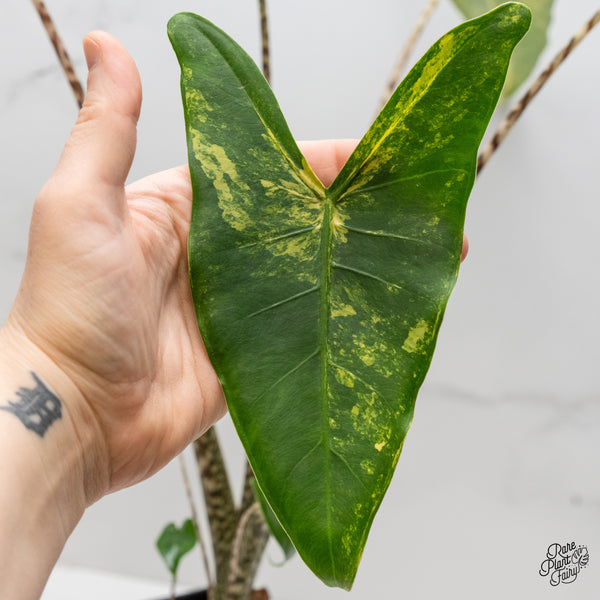 Alocasia Zebrina 'Siberian Tiger' Aurea Variegated (wk2-UN) *Corming Size*