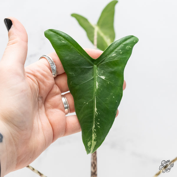 Alocasia Zebrina 'Siberian Tiger' Aurea Variegated (wk4-UM) *Sport*