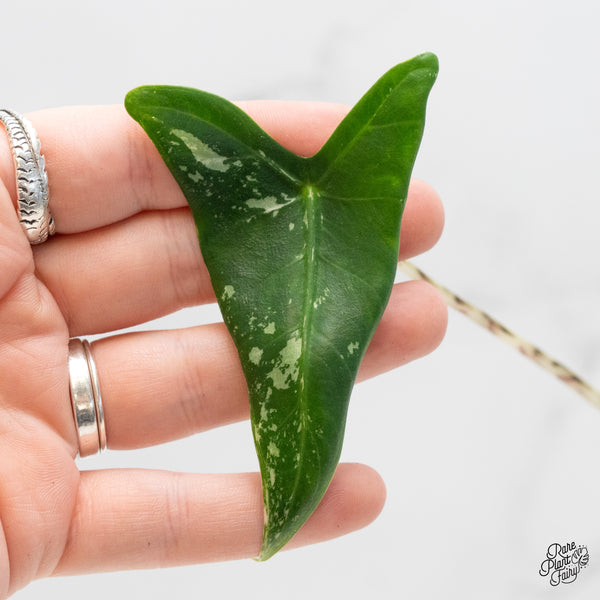 Alocasia Zebrina 'Siberian Tiger' Aurea Variegated (wk4-UM) *Sport*