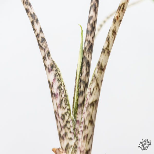 Alocasia Zebrina 'Siberian Tiger' Aurea Variegated (wk4-UM) *Sport*