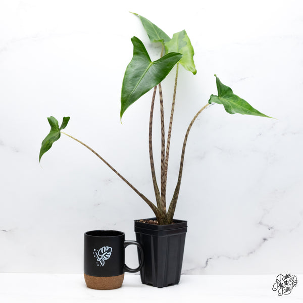 Alocasia Zebrina 'Siberian Tiger' Aurea Variegated (wk43-R)