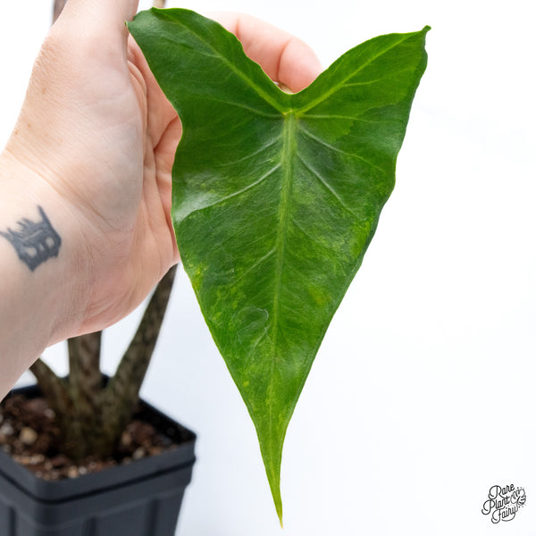 Alocasia Zebrina 'Siberian Tiger' Aurea Variegated (wk43-R)