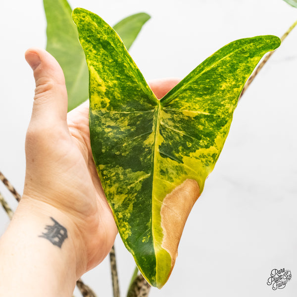 Alocasia Zebrina 'Siberian Tiger' Aurea Variegated (wk46-J)