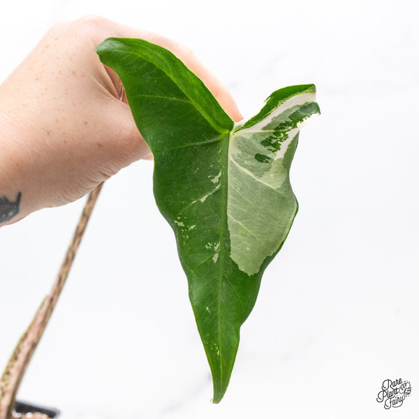 Alocasia Zebrina 'Siberian Tiger' Albo Variegated (wk43-Q)
