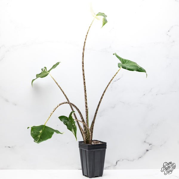 Alocasia Zebrina 'Siberian Tiger' Albo Variegated (wk43-Q)