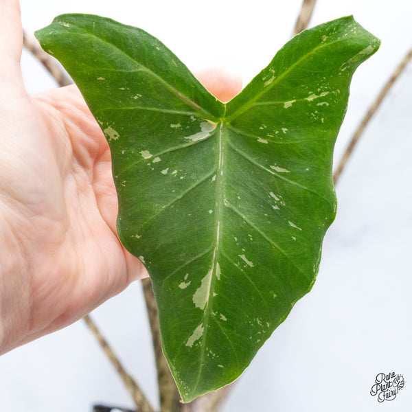 Alocasia Zebrina 'Siberian Tiger' Albo Variegated (wk43-Q)