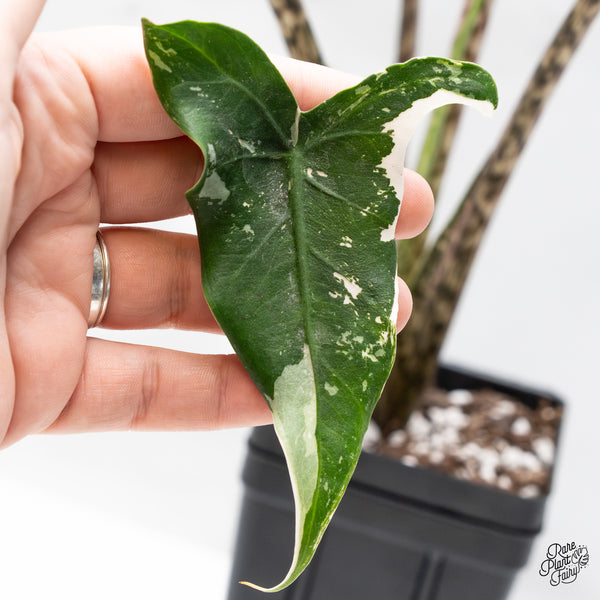 Alocasia Zebrina 'Siberian Tiger' Albo Variegated (wk43-Q)