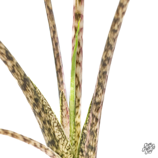 Alocasia Zebrina 'Siberian Tiger' Albo Variegated (wk43-Q)