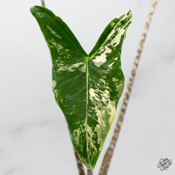 Alocasia Zebrina 'Siberian Tiger' Albo Variegated (wk45-I)