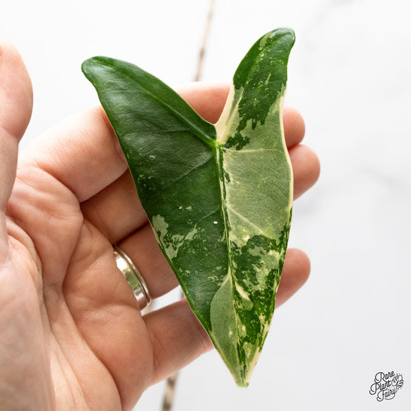 Alocasia Zebrina 'Siberian Tiger' Albo Variegated (wk48-UP)