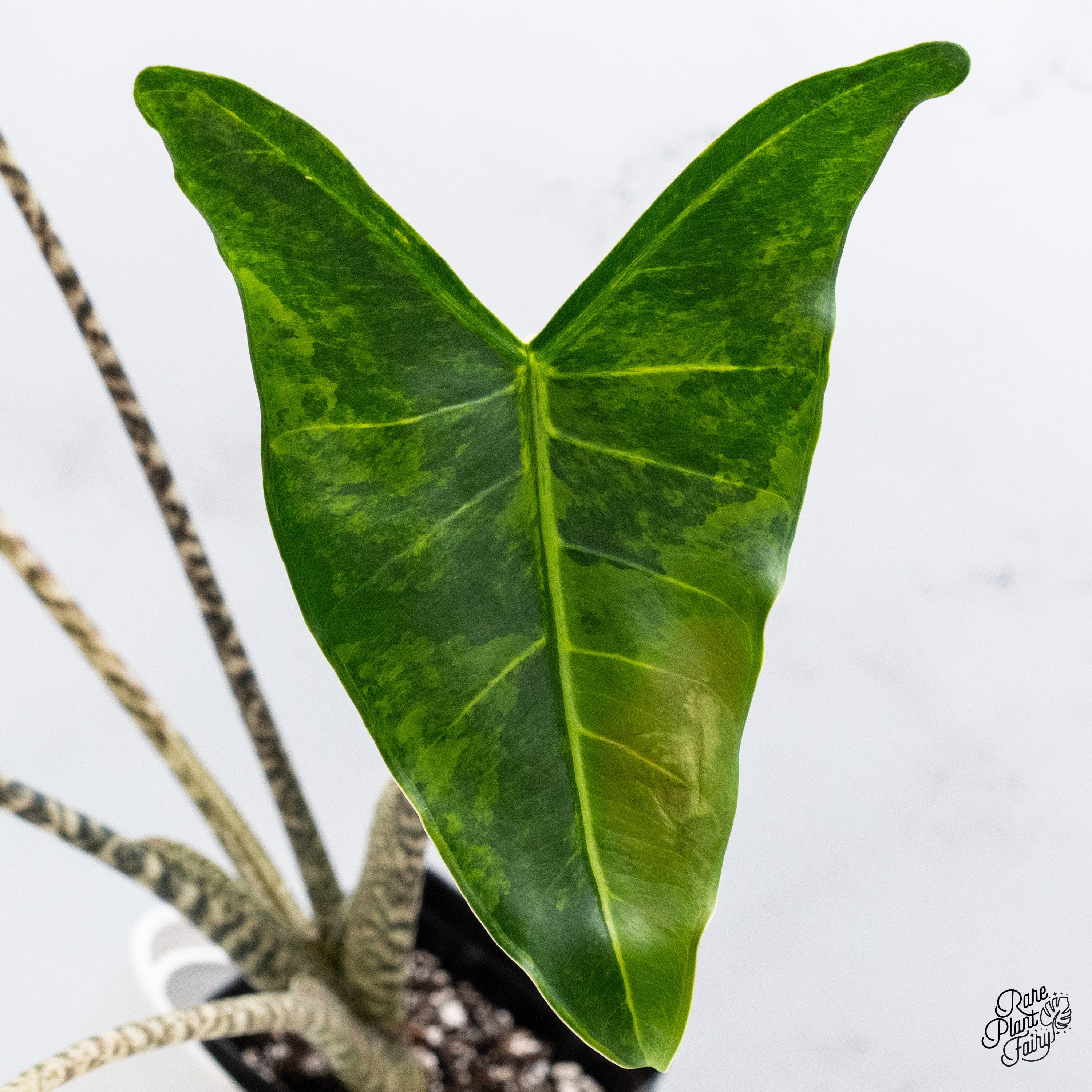 Alocasia_Zebrina__SiberianTige