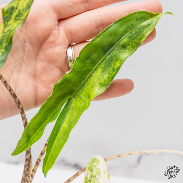 Alocasia Zebrina 'Tigrina Superba' Variegated (wk47-F)