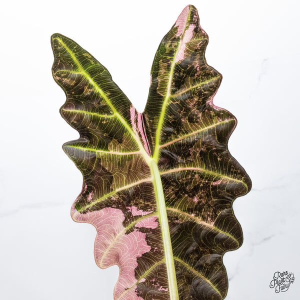 Alocasia 'Amazonica' Pink Variegated - US Clone (wk48-UE) *Corming Size*
