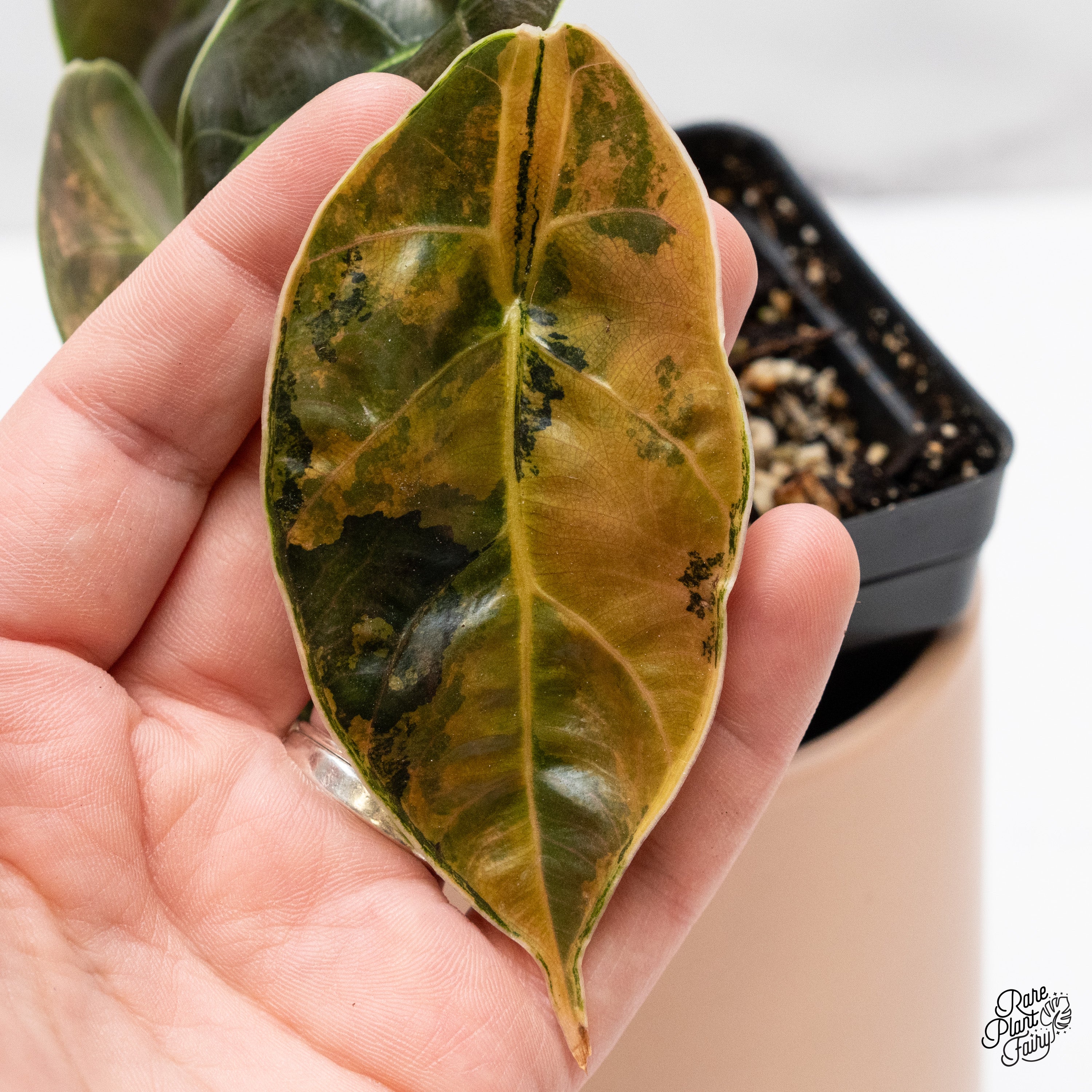 Alocasia Azlanii Aurea Variegated (wk39-I) – Rare Plant Fairy
