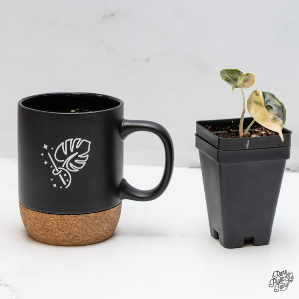 Alocasia Azlanii Aurea Variegated (wk49-H)