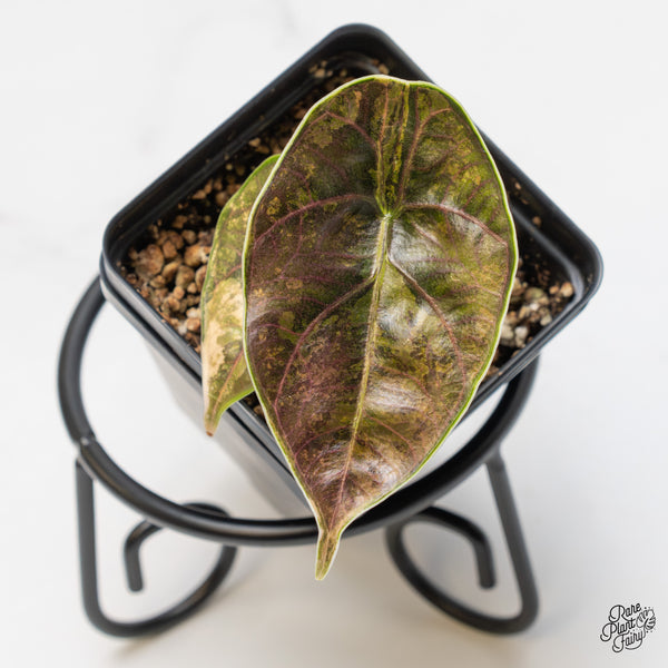 Alocasia Azlanii Aurea Variegated (wk50-I)