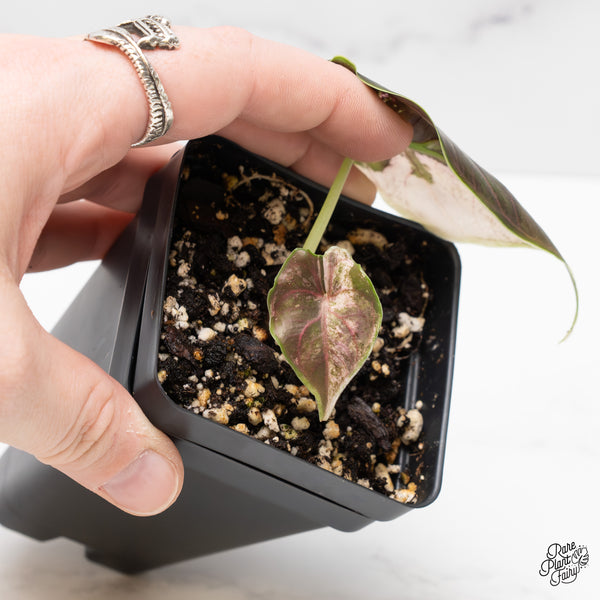 Alocasia Azlanii Pink Variegated (wk43-K)