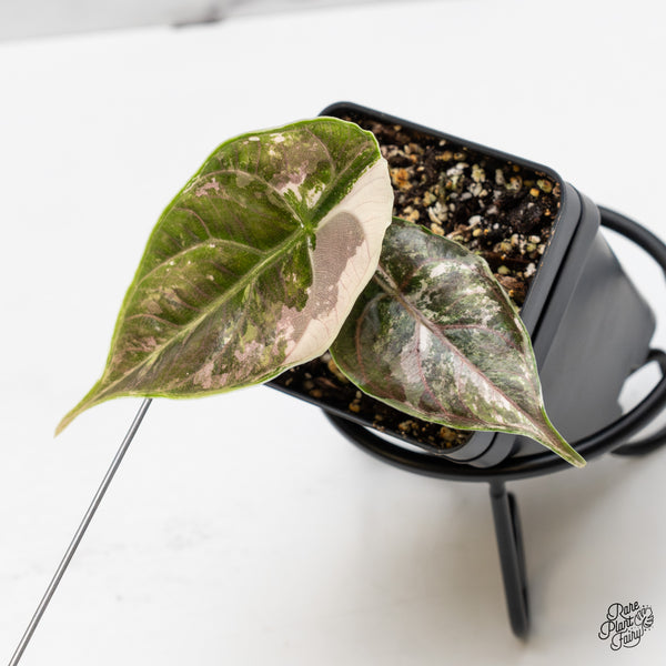 Alocasia 'Azlanii' Pink Variegated (wk51-J)