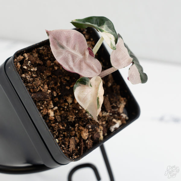 Alocasia 'Balloon Heart' Pink Variegated (wk8-A)