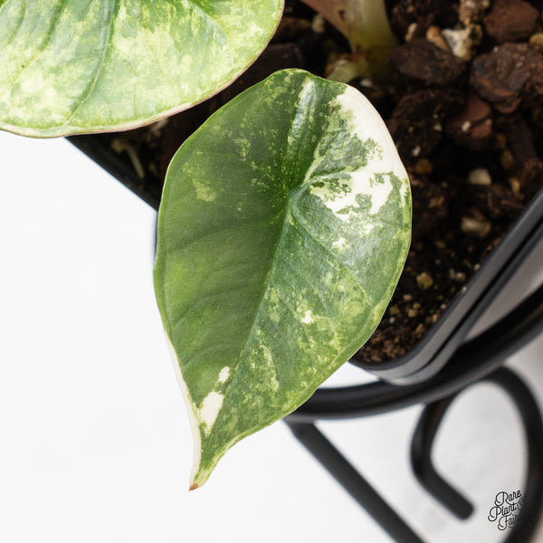 Alocasia Bisma 'Platinum' Albo Variegated (wk44-V)