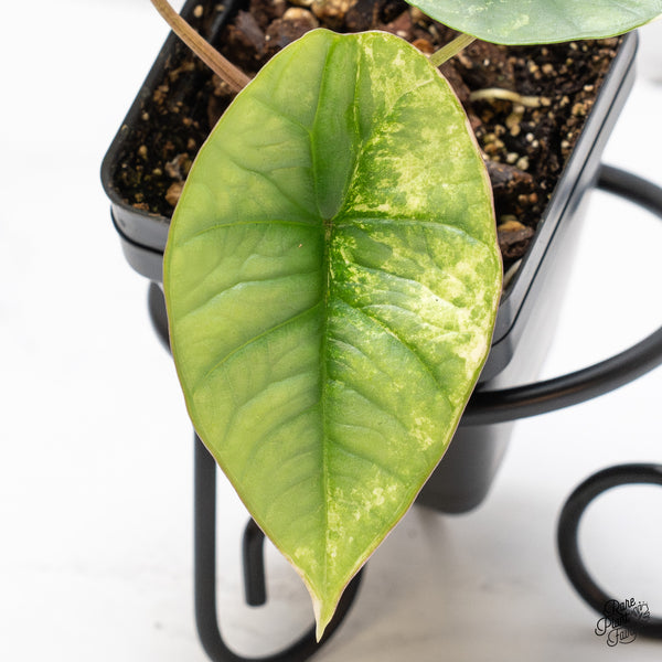 Alocasia Bisma 'Platinum' Albo Variegated (wk44-V)