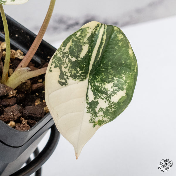 Alocasia Bisma 'Platinum' Albo Variegated (wk44-V)