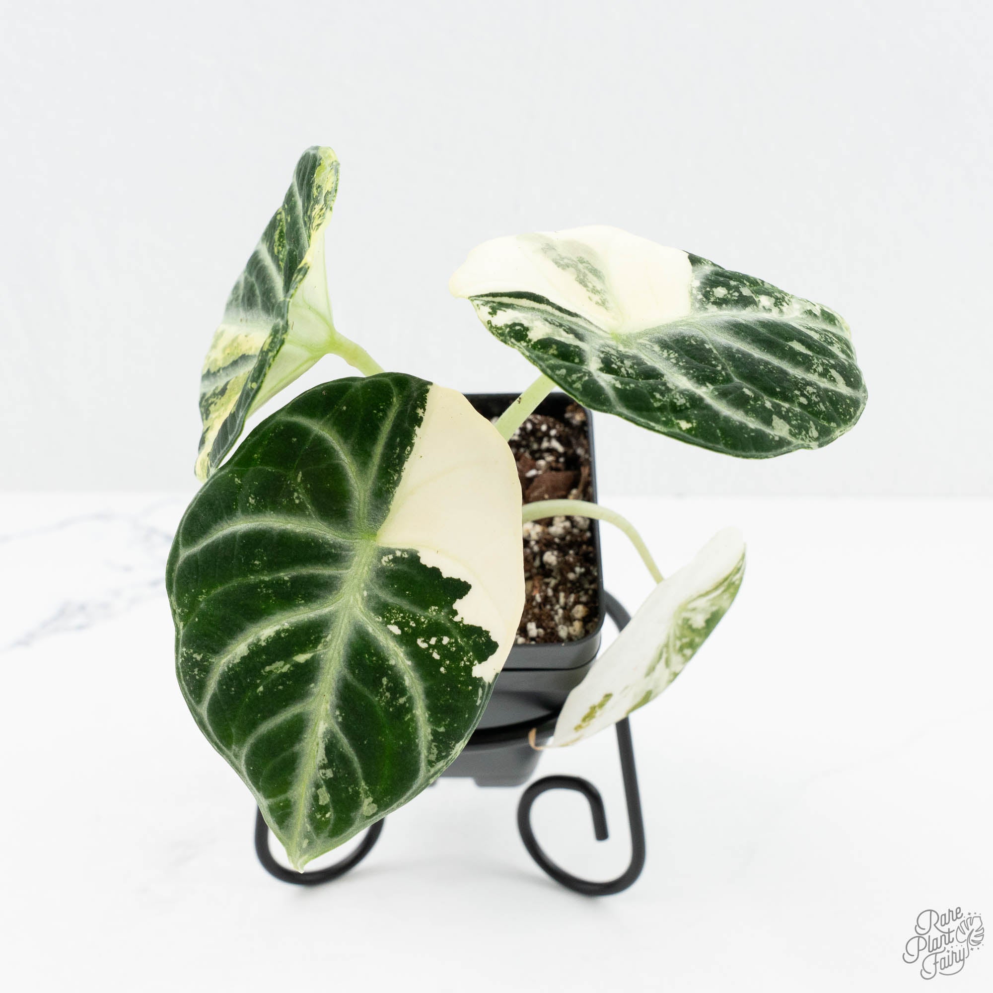 Alocasia 'Black Velvet Ninja' Albo Variegated (wk19-K) – Rare