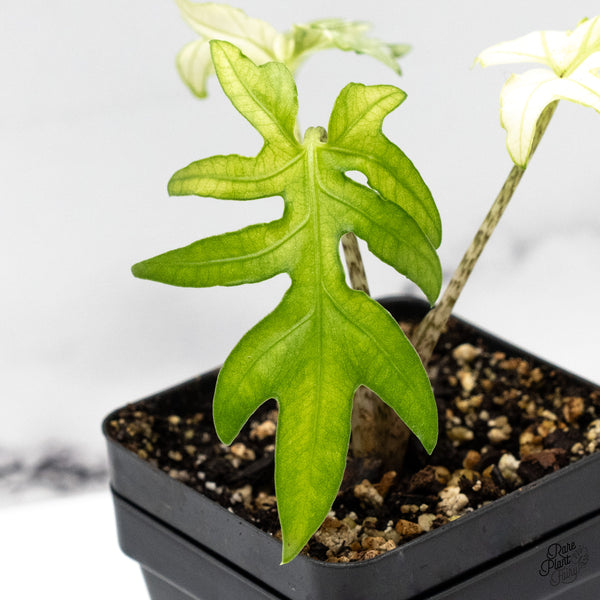 Alocasia Brancifolia Albo Variegated (wk48-UW)