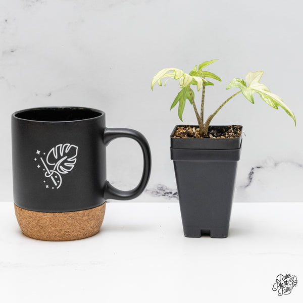 Alocasia Brancifolia Albo Variegated (wk48-UW)