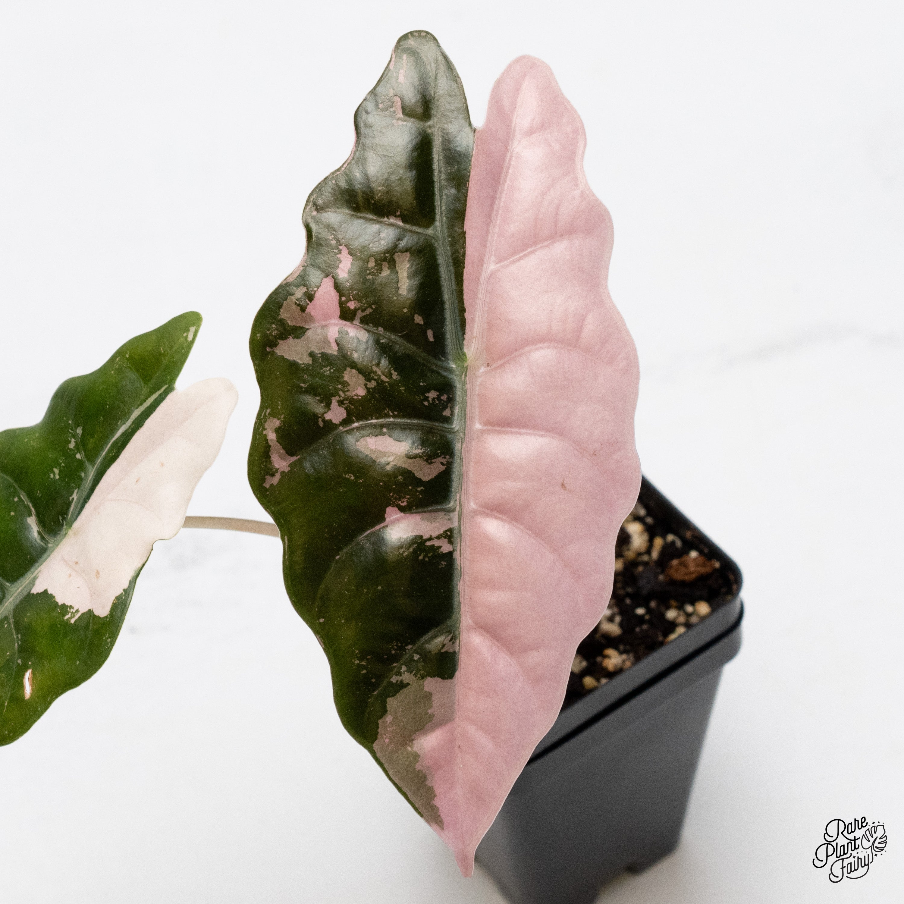 Alocasia Chantrieri Pink Variegated (wk40-C) *Corming Size