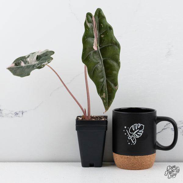 Alocasia Chantrieri Pink Variegated (wk42-S)