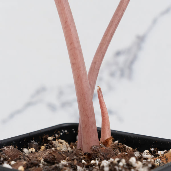 Alocasia Chantrieri Pink Variegated (wk42-S)