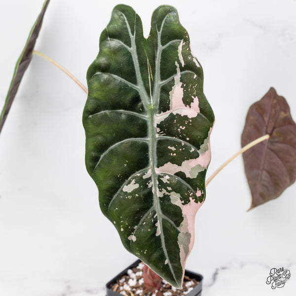 Alocasia Chantrieri Pink Variegated (wk43-L) *Corming Size*